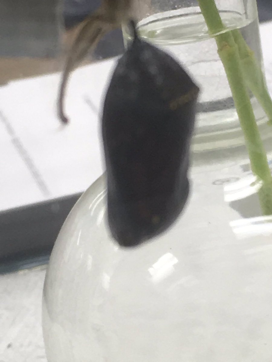 ConCon1211's tweet photo. 6th grade science is proud to announce we have a butterfly!! #borntoday #science rules #clintonmiddleschool https://t.co/PuRwNOok8W