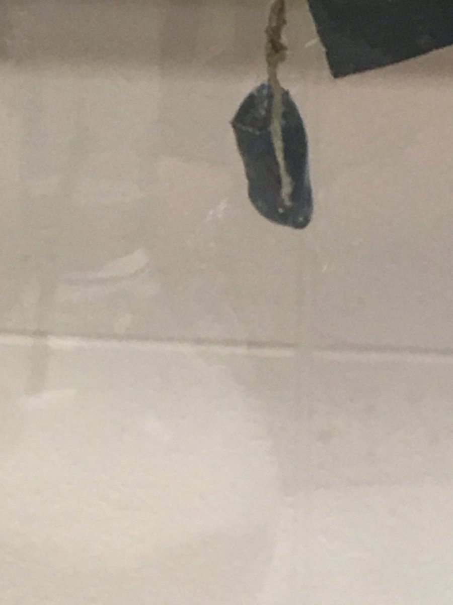 ConCon1211's tweet photo. Butterflies are happening!!
#6thgradescience #clintonmiddleschool https://t.co/w6wnUJ4Ocj