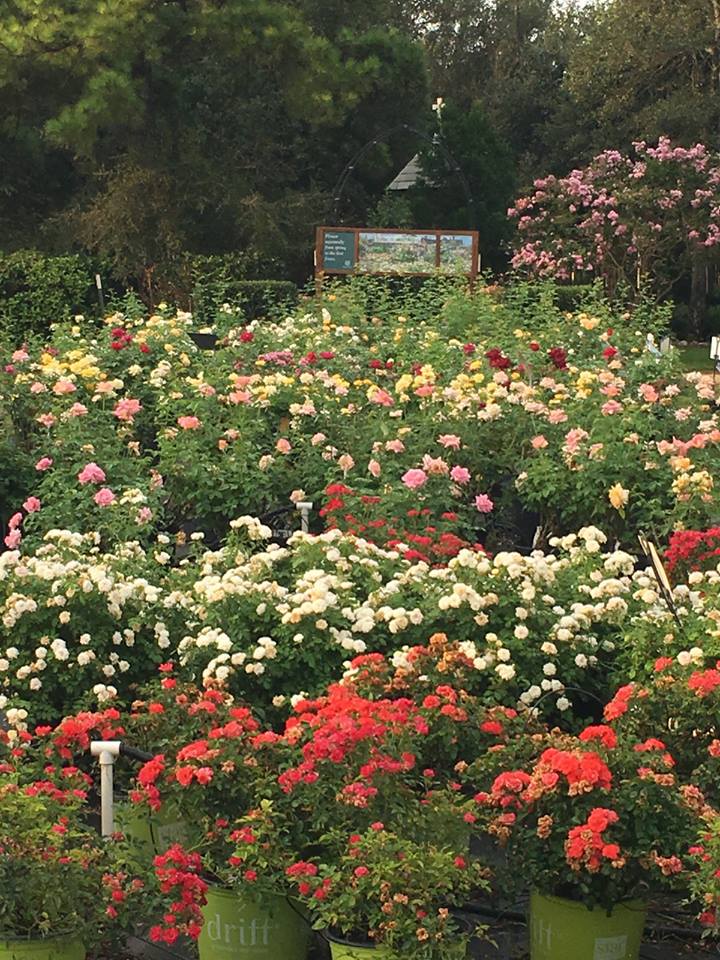 breedlovelands's tweet photo. This is why we have a Rose Festival in October! Tyler..the Rose Capital of the World!
(903) 597-7421
https://t.co/HkUDJ0BiUP
#rosecapital https://t.co/j6cBHoZmL2