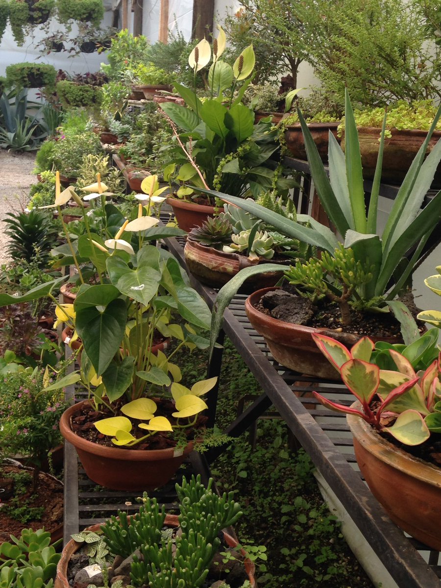 JrGardenista's tweet photo. Getting inspired to teach another #FairyGarden workshop. https://t.co/ebmu6TlyPz