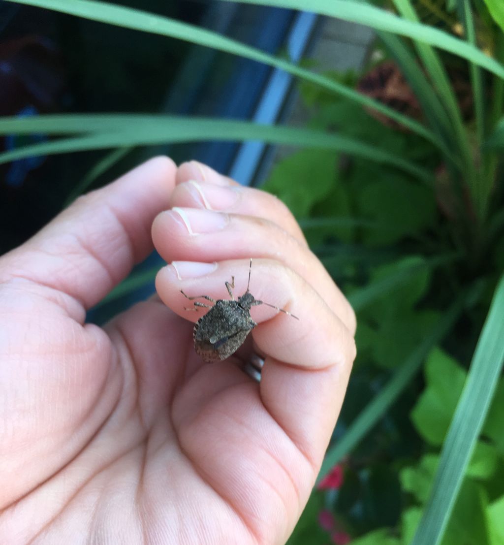 JodyBugsMeUNL's tweet photo. Pheromone trap out since July 1 with zero captures, but find a brown marmorated stink bug at the grocery store #BMSB #fallinvader #pestproof https://t.co/RjhWbz7mcg