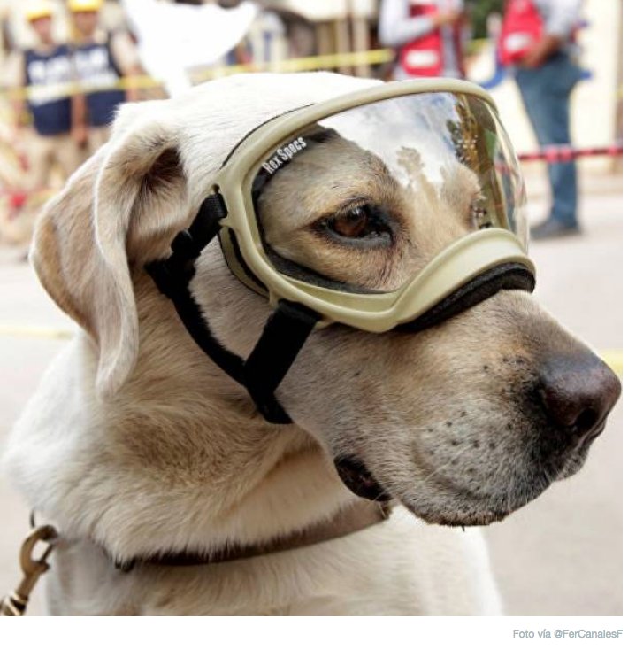 Hay héroes sin capa y ángeles sin alas, generalmente son peludos y llevan botitas.
#TodosSomosFrida