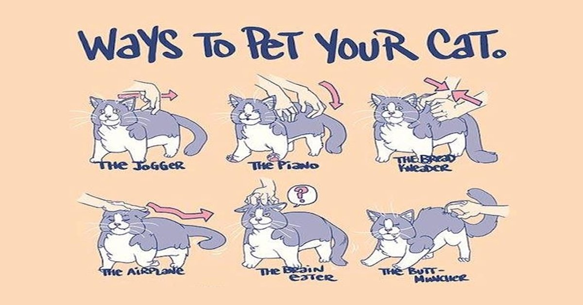 themeowshop's tweet photo. Come and learn some tricks about how to make your boss happy :)
#waystopetyourcat #cats https://t.co/KeEanbJS0H