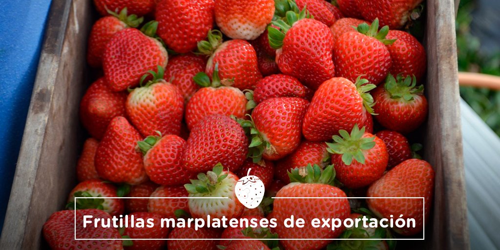 redcame's tweet photo. Más de 160 mil kilos de frutillas fueron exportadas desde la ciudad feliz hasta Brasil y Estados Unidos. RT por las economías regionales https://t.co/qGX4T9TLeJ