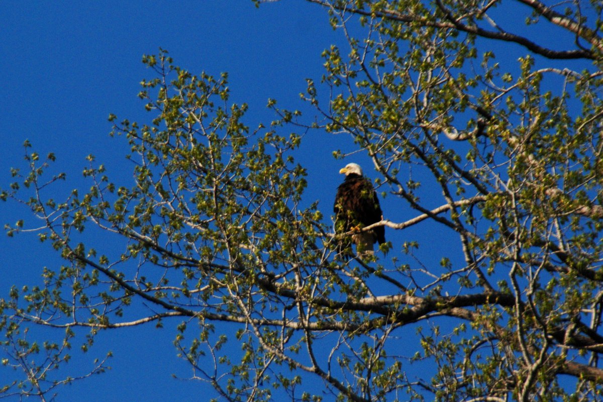 Trout_Run_Trail's tweet photo. See #visitdecorah eagles year round. #troutruntrail #mwtravel #thebestpartofiowa https://t.co/9K1992x3Vl