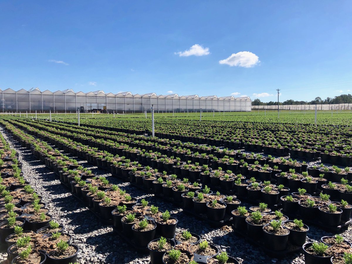 MetrolinaGHS's tweet photo. Freshly planted phlox on the ground in York, SC. Perennials have a much longer growing period than annuals, so we have to start early! https://t.co/4PdaaLQmxD