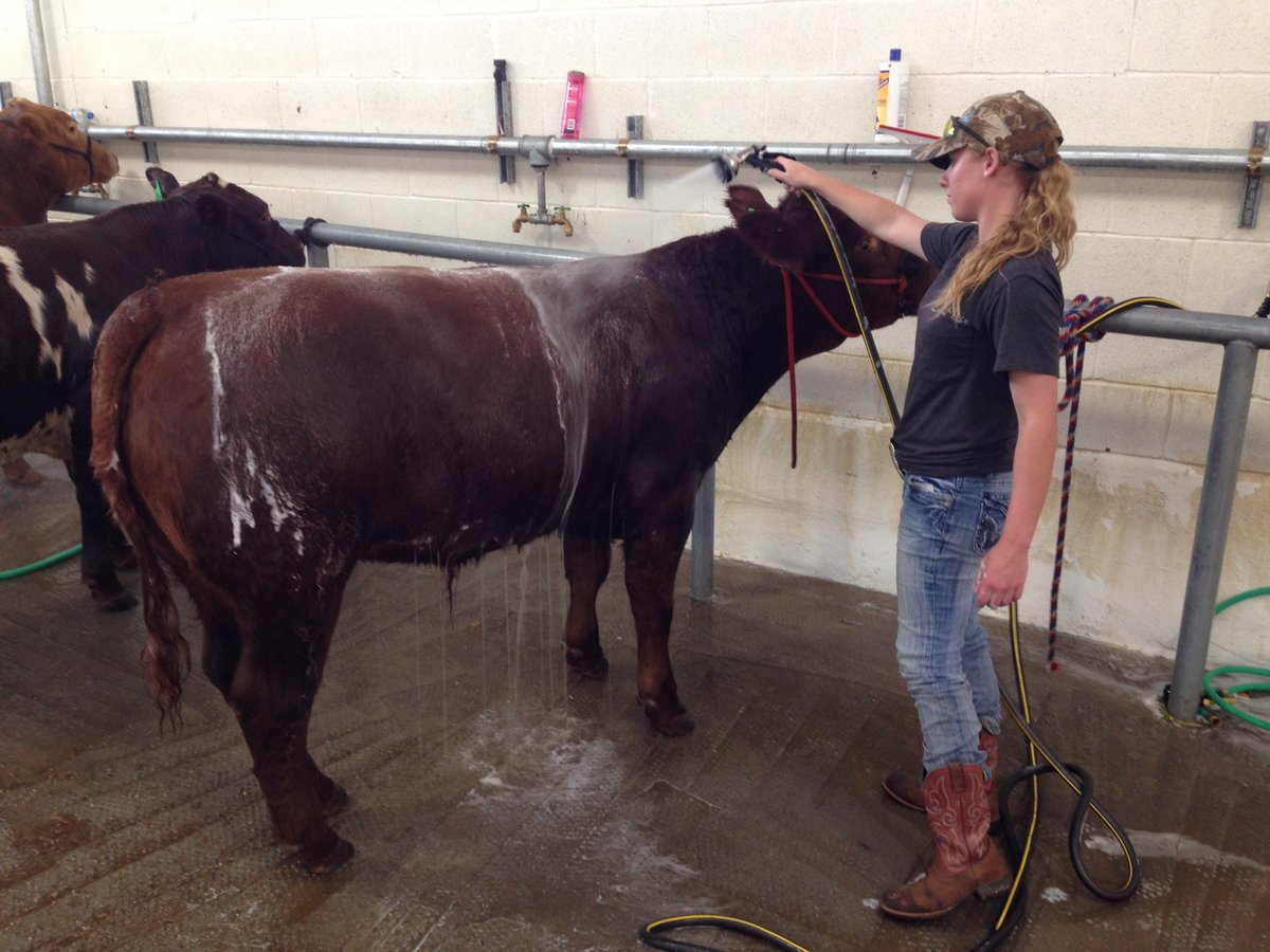 Red Oak Ffa On Twitter Steers Are In The Barn And The Girls Are