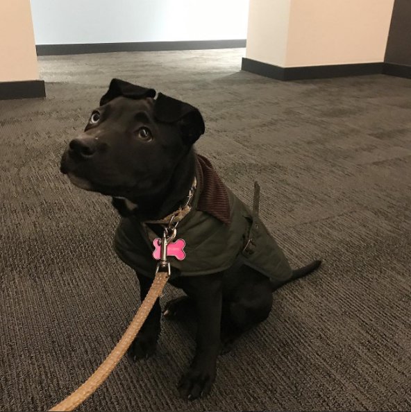 Fall is here. Time to bundle up!

#DogsofTheEddy #LoveOurResidents  #EddyLiving #BarbourDogs #Greystar #GerdingEdlen #LuxuryLiving