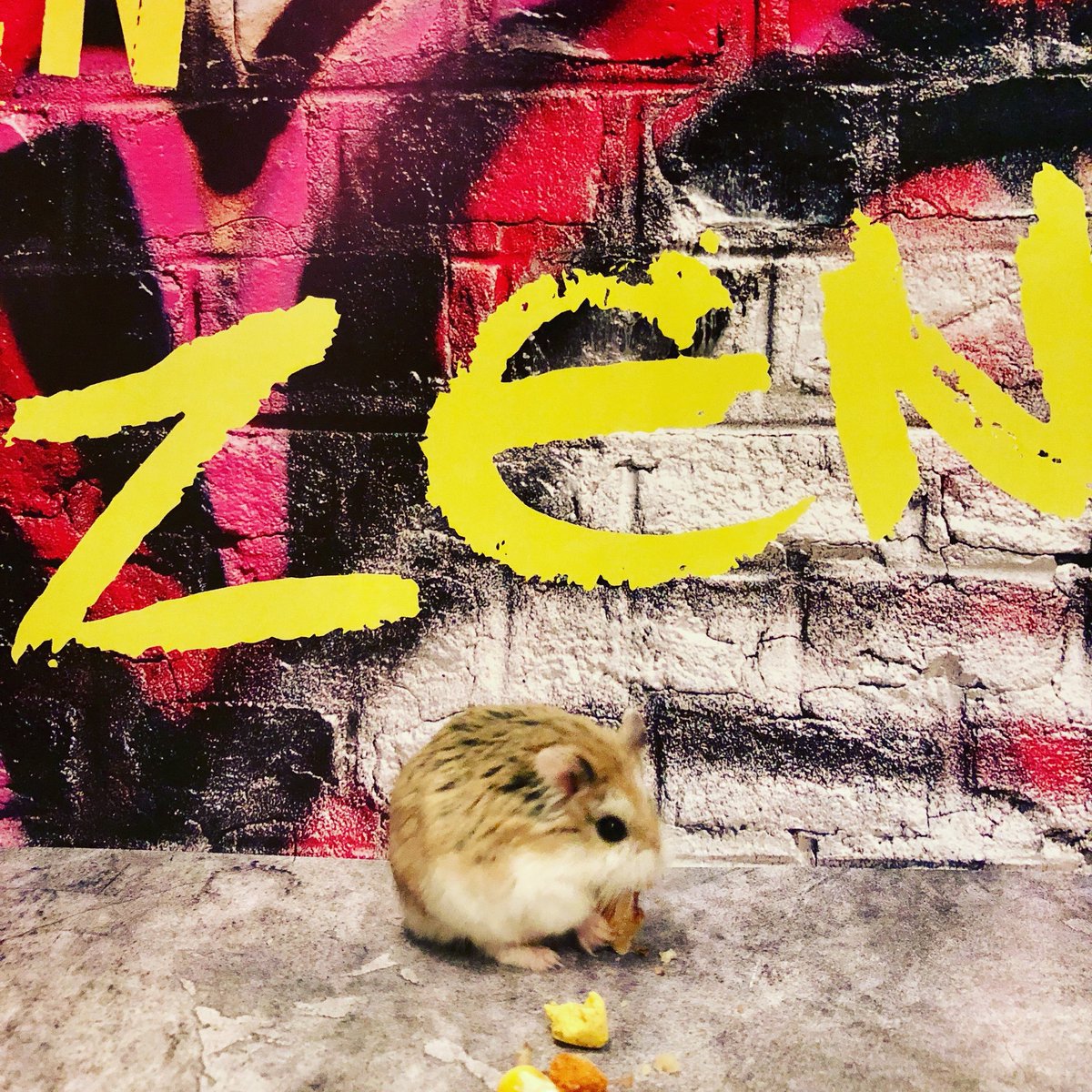 hamster_zen's tweet photo. Move over Banksy, Hamksy is in town 🐹🥕🎨 #HamsterZen #HamstersOfTwitter https://t.co/mXkuDHmmJQ