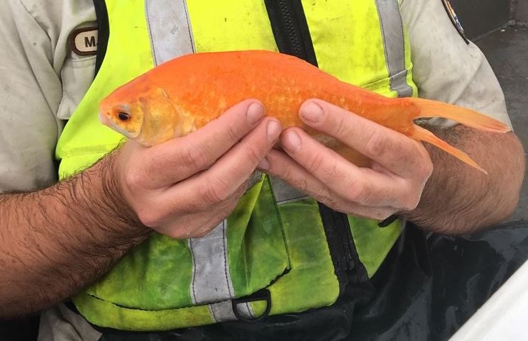 USFWS tweet picture