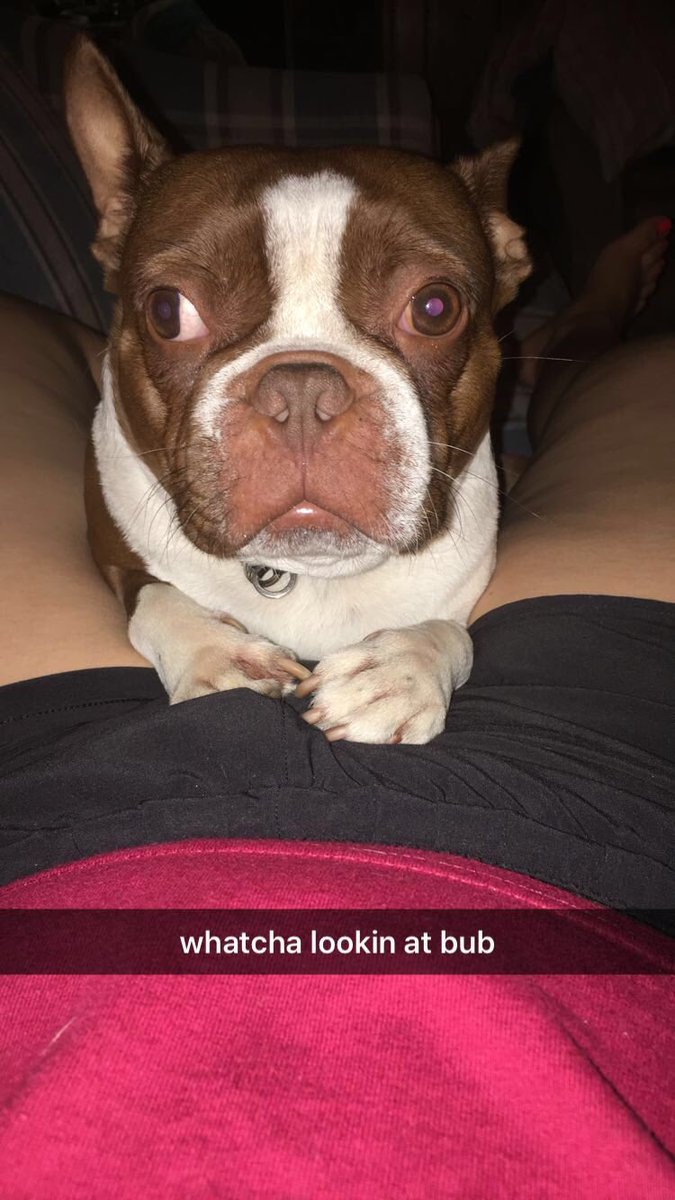 hannahhkaelynee's tweet photo. #hnbfd to this little man. words can’t describe the love i have for this little guy, he never fails to make me smile. #screwhumans 😅❤️🐶 https://t.co/QEXc8mE5V6
