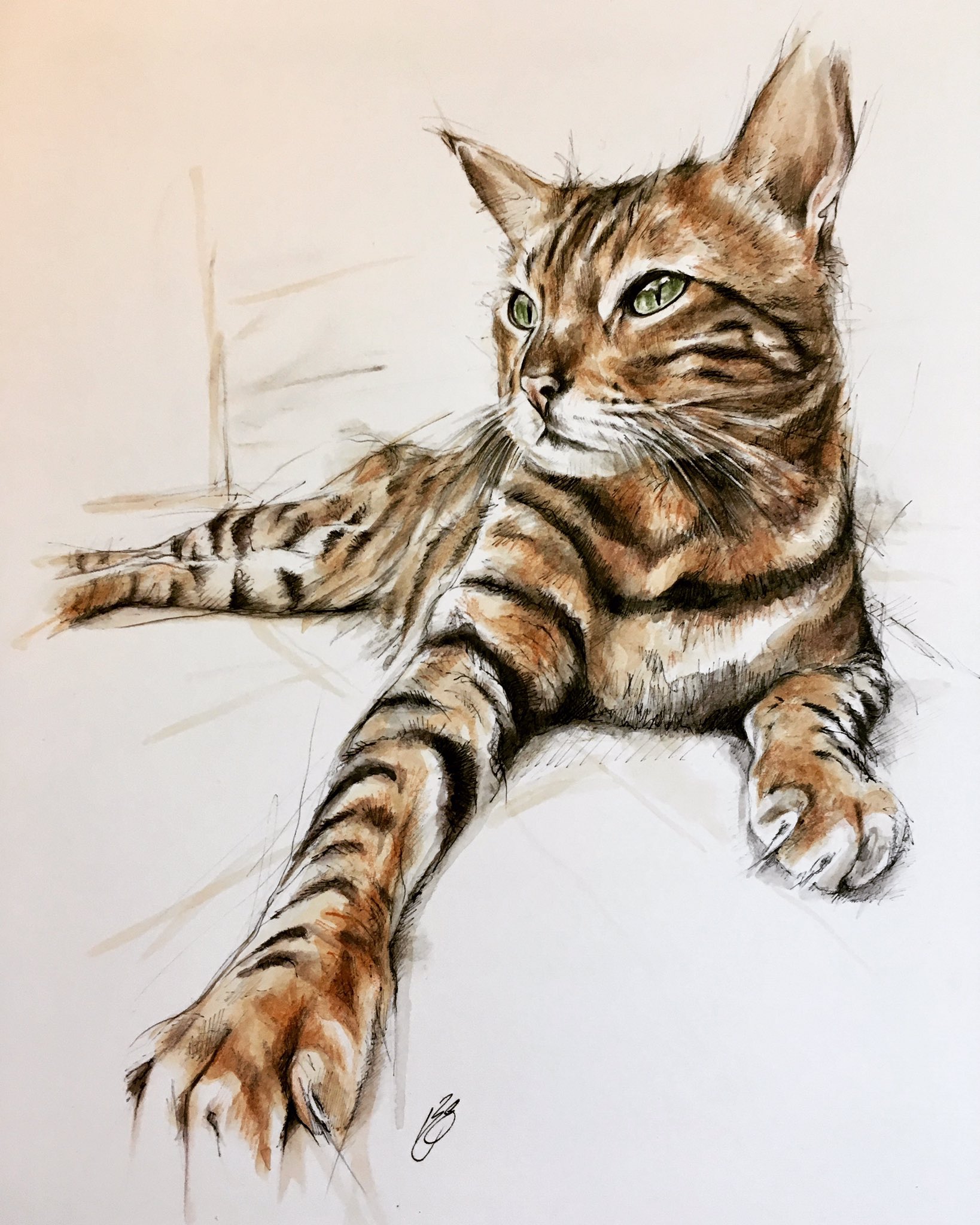 Бенгальская кошка акварель