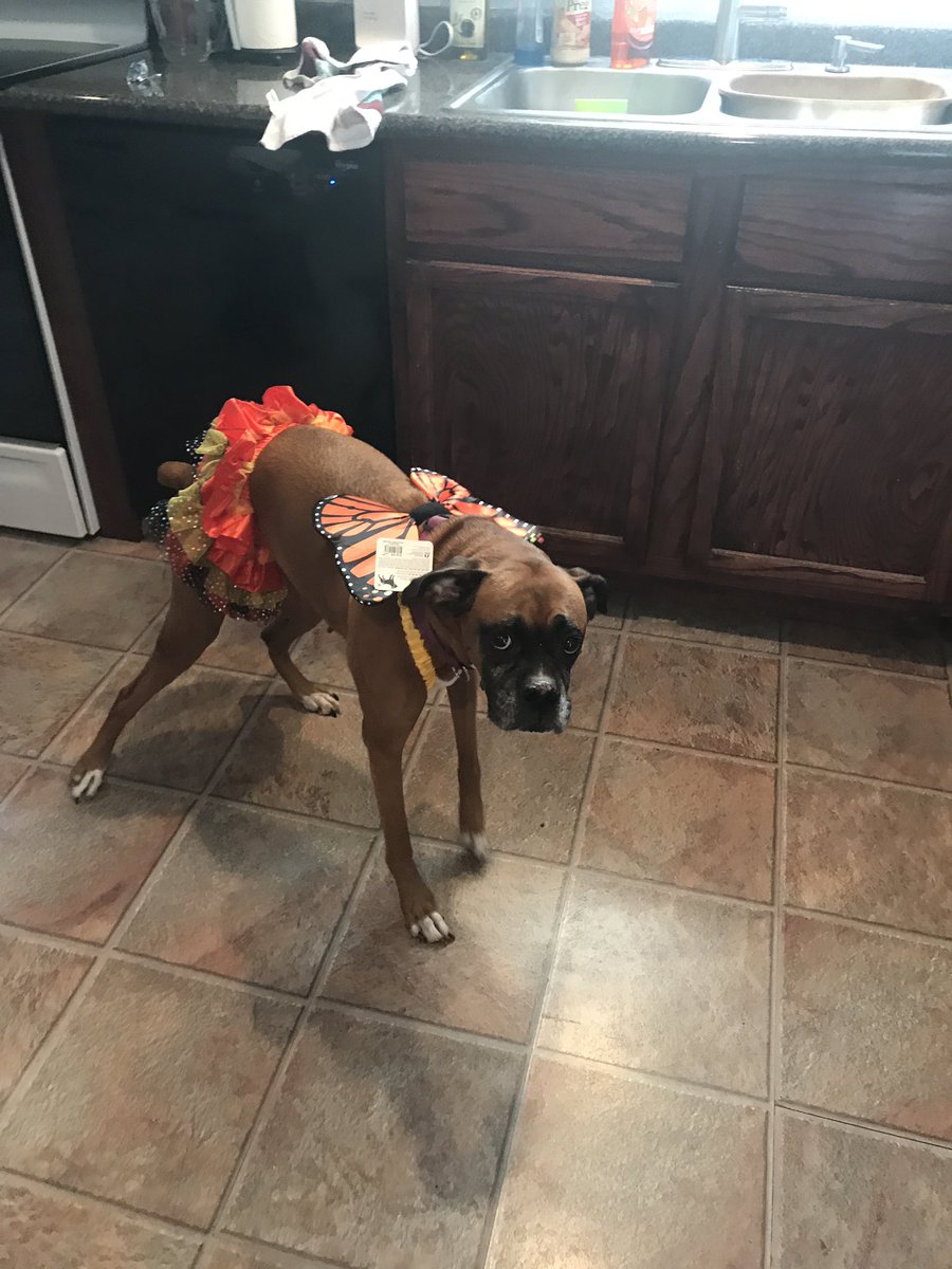 diamond12yt's tweet photo. I come home and I see this my mom put her in it poor dog https://t.co/XQrmPqMQoQ
