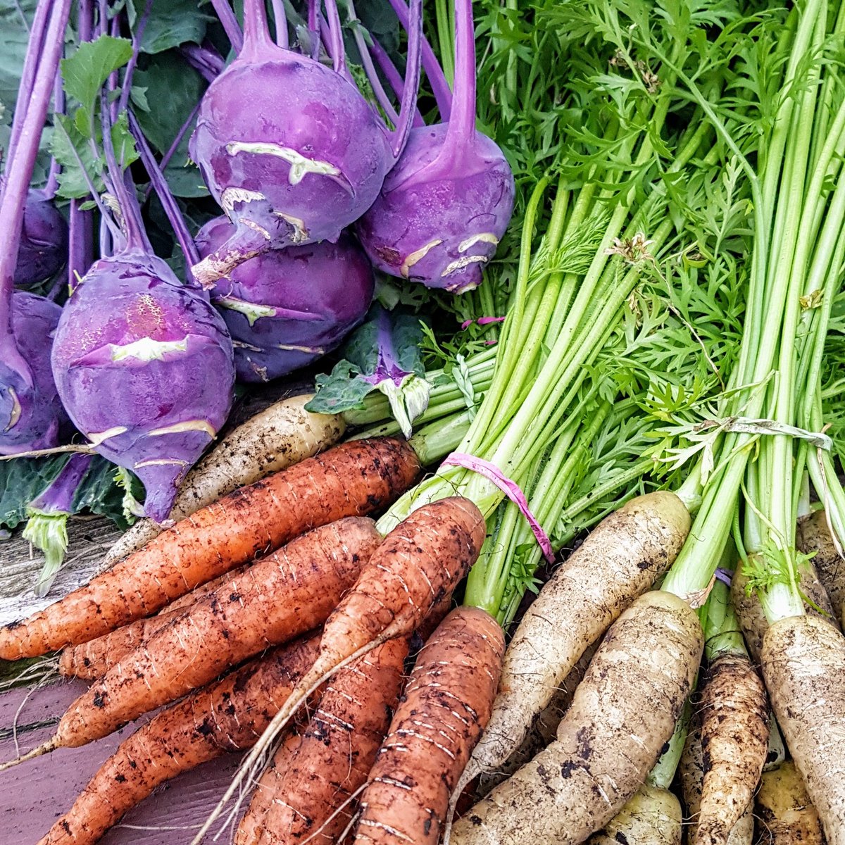 edicityacres's tweet photo. Autumn abundance - beautiful #carrots and #kohlrabi ❤🥕🌿 https://t.co/5o3SY18NGl