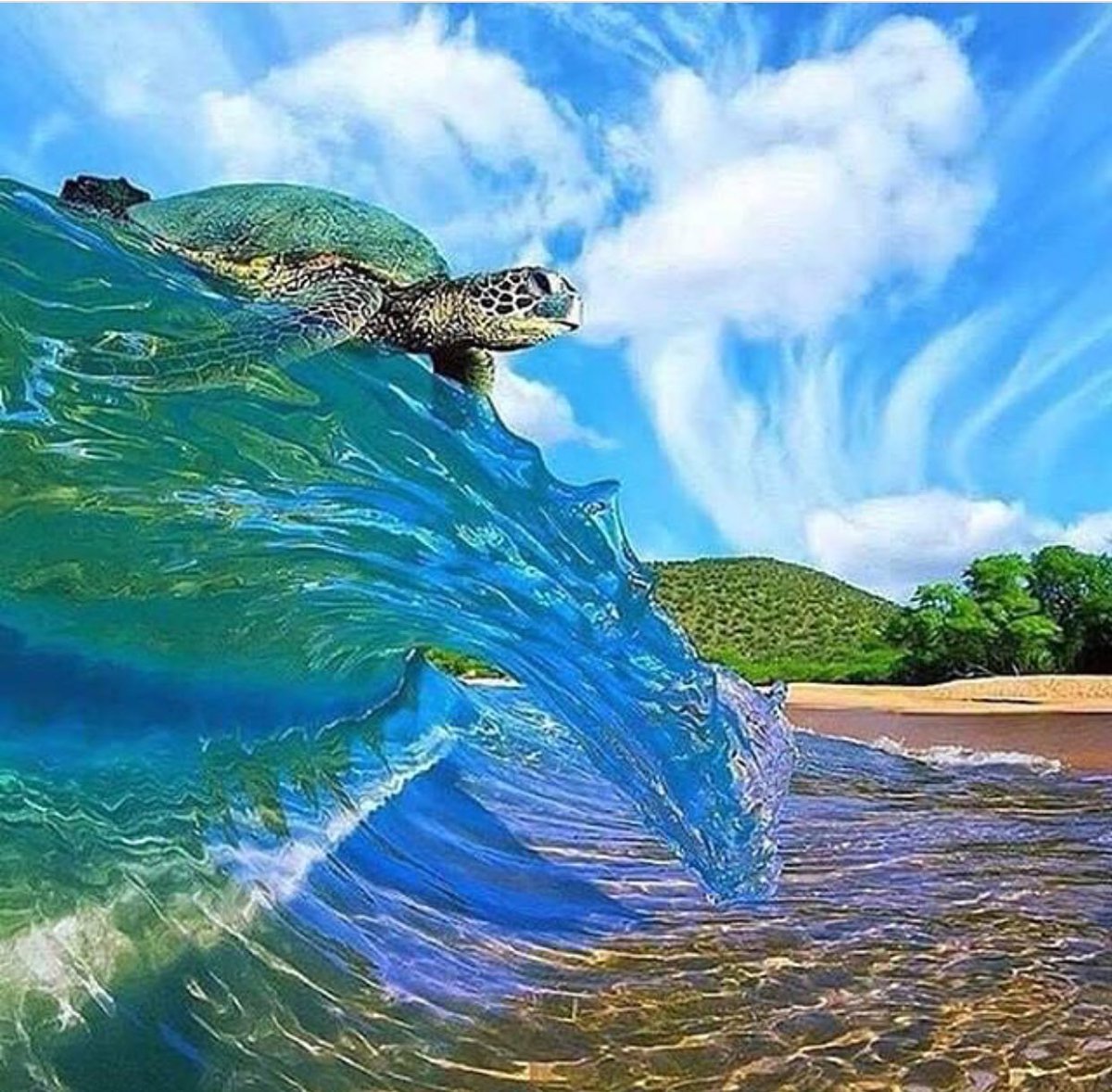 MakaiClothingCo's tweet photo. Happy #TurtleTuesday!! 🐢💕🙌

Who thinks we should do a giveaway tonight!? **Fav if you think we should** https://t.co/2SVd6xuD34