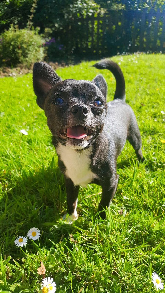 NatalieCsTweets's tweet photo. Little Sid #VIPOct2017 https://t.co/JcU1BqhNQK