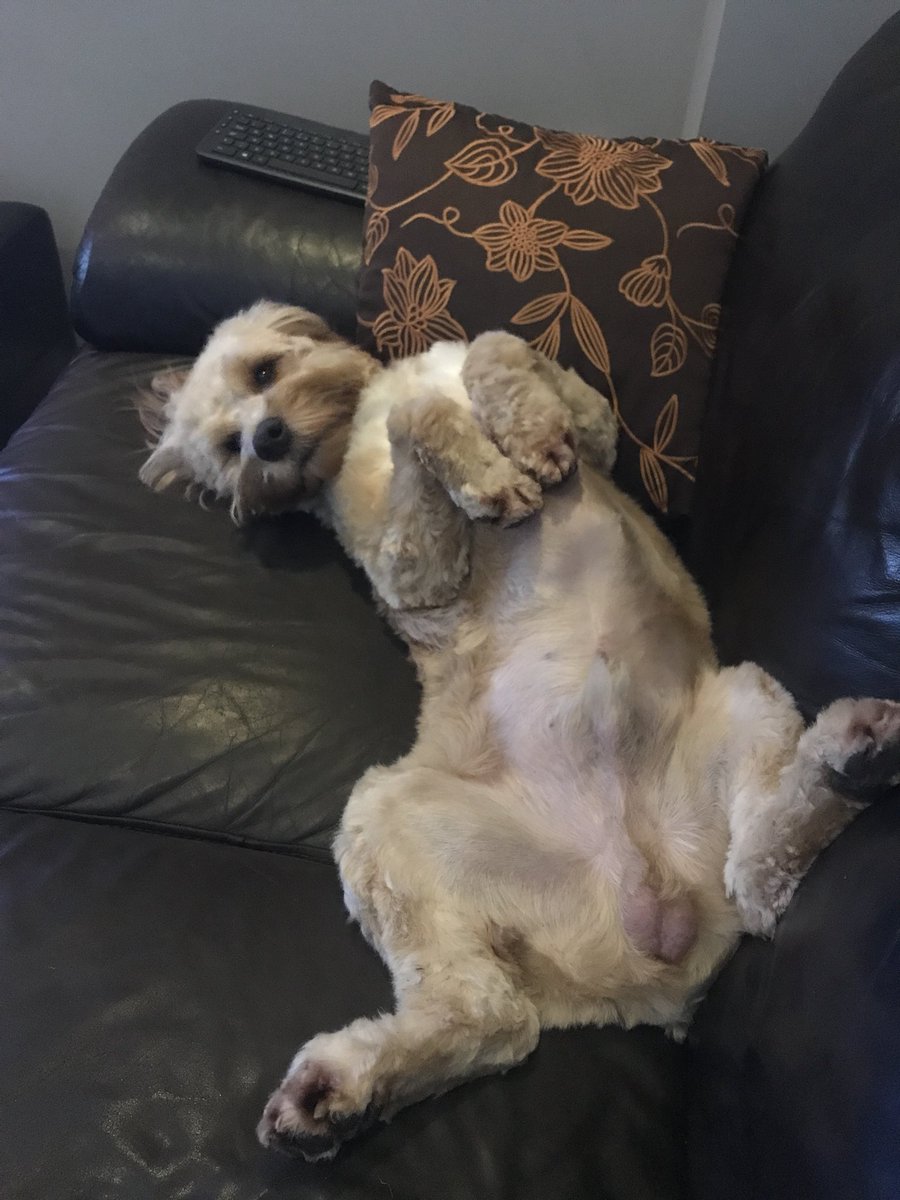 CockapooX2's tweet image. Henry relaxing after a trip to Helen’s Parlour for his clip. Lola trip to get her belly and flower shaved tomorrow #puppies #cockapoo #dog