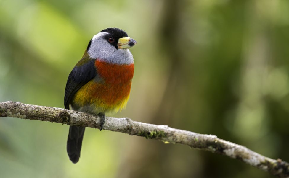 birdwatching_co's tweet photo. Conoce las 10 especies de aves que sólo pueden verse en Colombia y fascinan a expertos y avistadores https://t.co/nBgjdvWiOU https://t.co/sOZAO65lMH