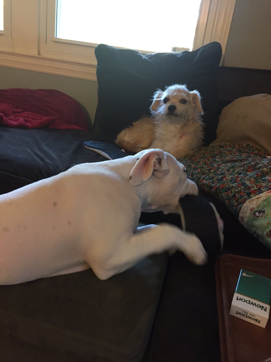ohitex's tweet photo. Crystal has my slipper and Rocco has the "Not me Mom" look on his furry face. #pittielove #puppylove #roccostillthinksshesleaving #shenot https://t.co/dHqlQDtbfu