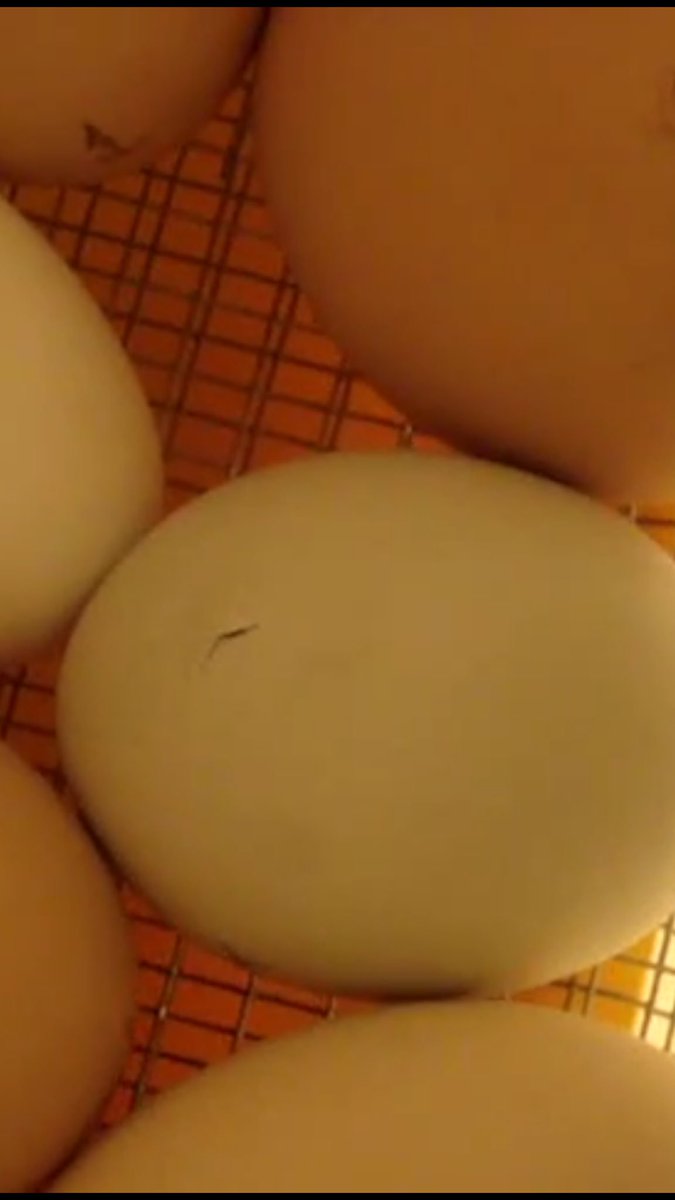 PatchHatch's tweet image. Day 24 - A little late but the first true 'pipping' begins!