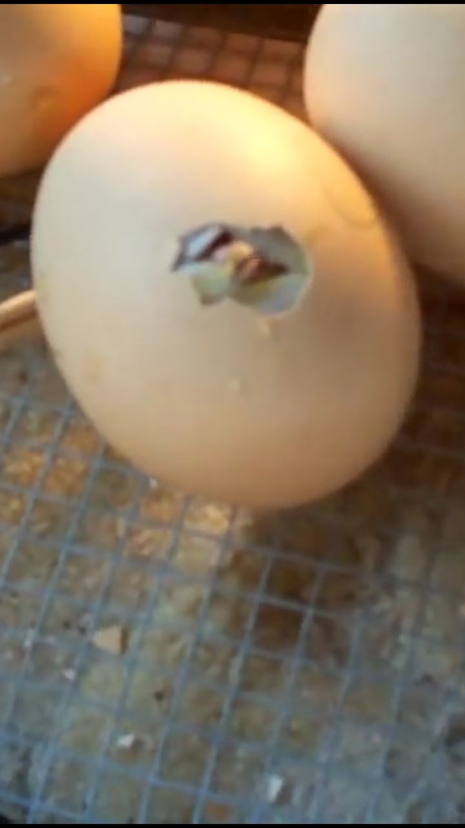 PatchHatch's tweet image. Day 24 - A little late but the first true 'pipping' begins!