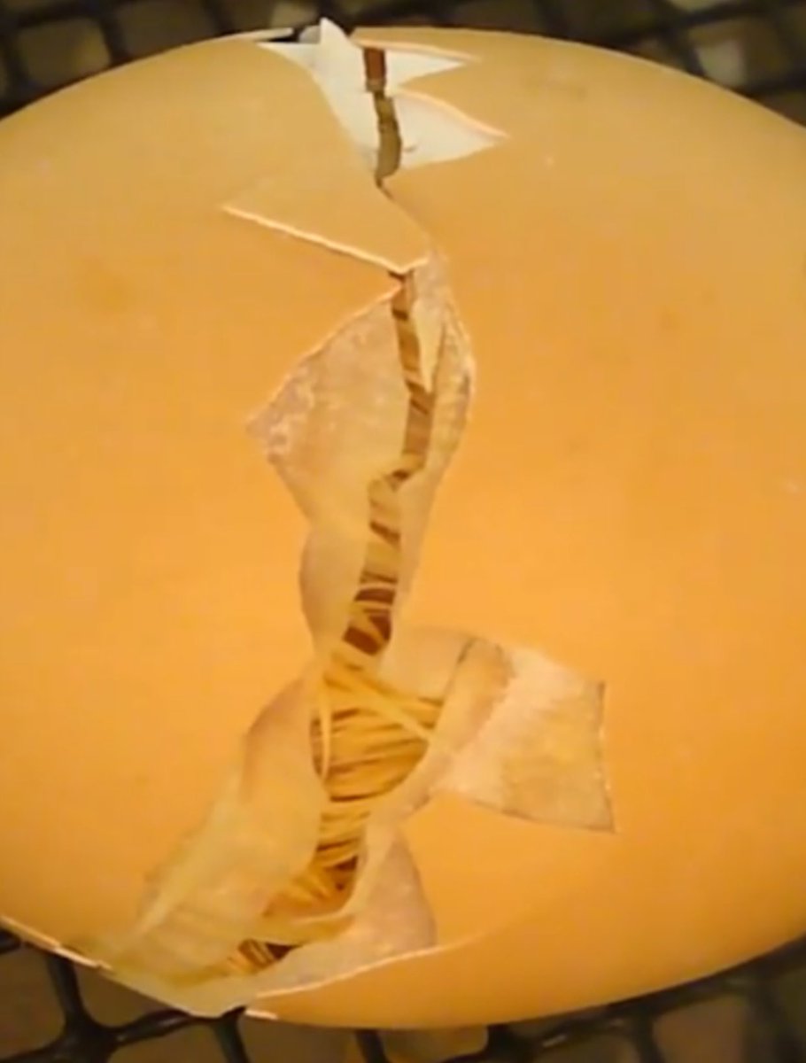 PatchHatch's tweet image. Day 24 - 6hrs after 'Pipping'