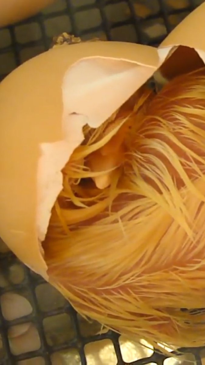 PatchHatch's tweet image. Day 24 - Final hatching stage. Membrane is now clear and the chick will soon emerge!