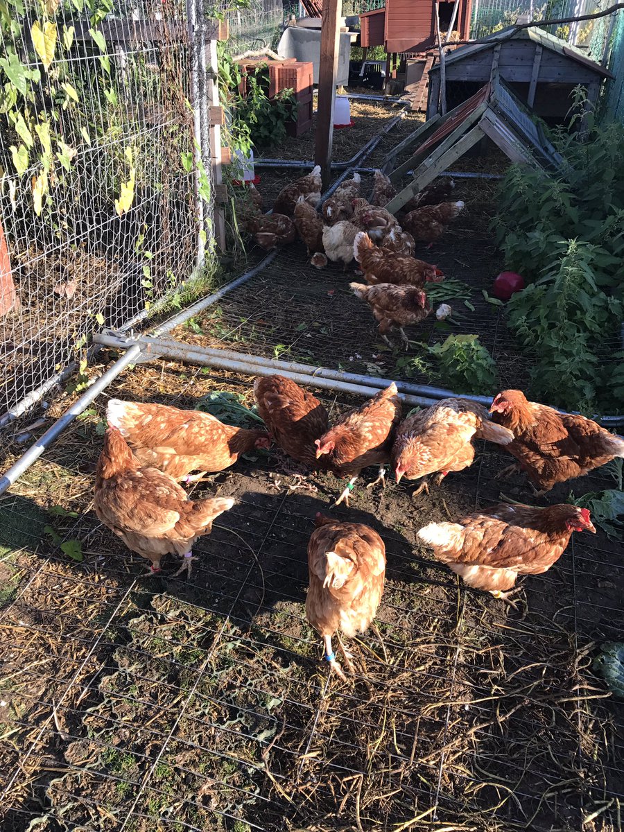 PatchHatch's tweet image. Out back with the Ex-bats... this is their overnight guard-den to keep the foxes out!!