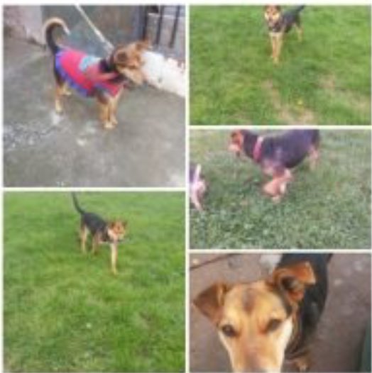 universopetcl's tweet photo. Rubí en adopción ! Rubí https://t.co/oD9JifRLeK https://t.co/zpFxYWLtRk