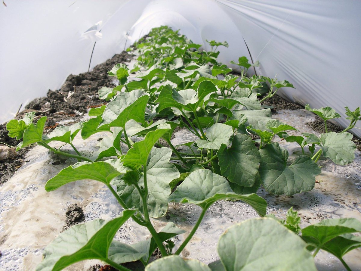 RivulisOfficial's tweet photo. Growing #Melons which take the market by surprise!, with #NaanDanJain #TalDrip 
https://t.co/6RmKUYUbfS https://t.co/gnP5oySniS