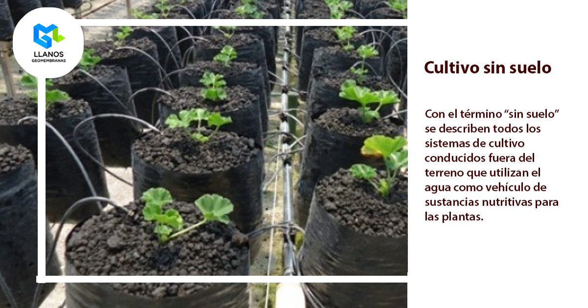 GeomembranasLL's tweet image. Se describen todos los sistemas de cultivo conducidos fuera del terreno que utilizan el agua como vehículo de sustancias nutritivas.