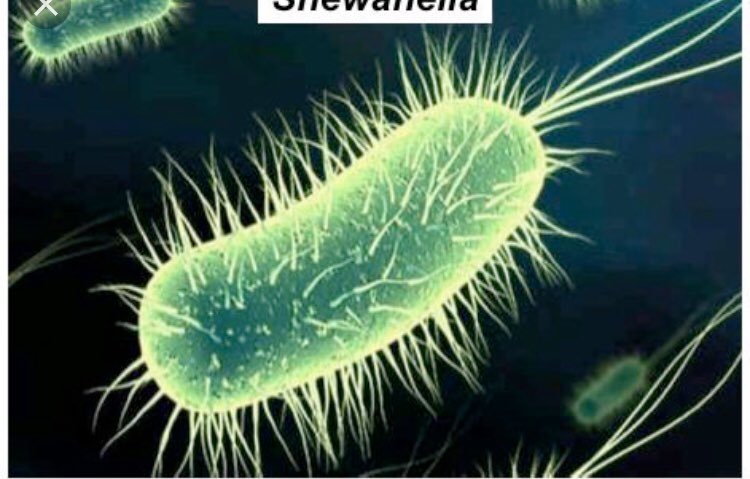 Carlita_tor's tweet photo. #biousfq Shewanella spp, Geobacter spp, son las bacterias más estudiadas como productoras de energía. El futuro eléctrico son las bacterias https://t.co/O9zVHQ9KWA