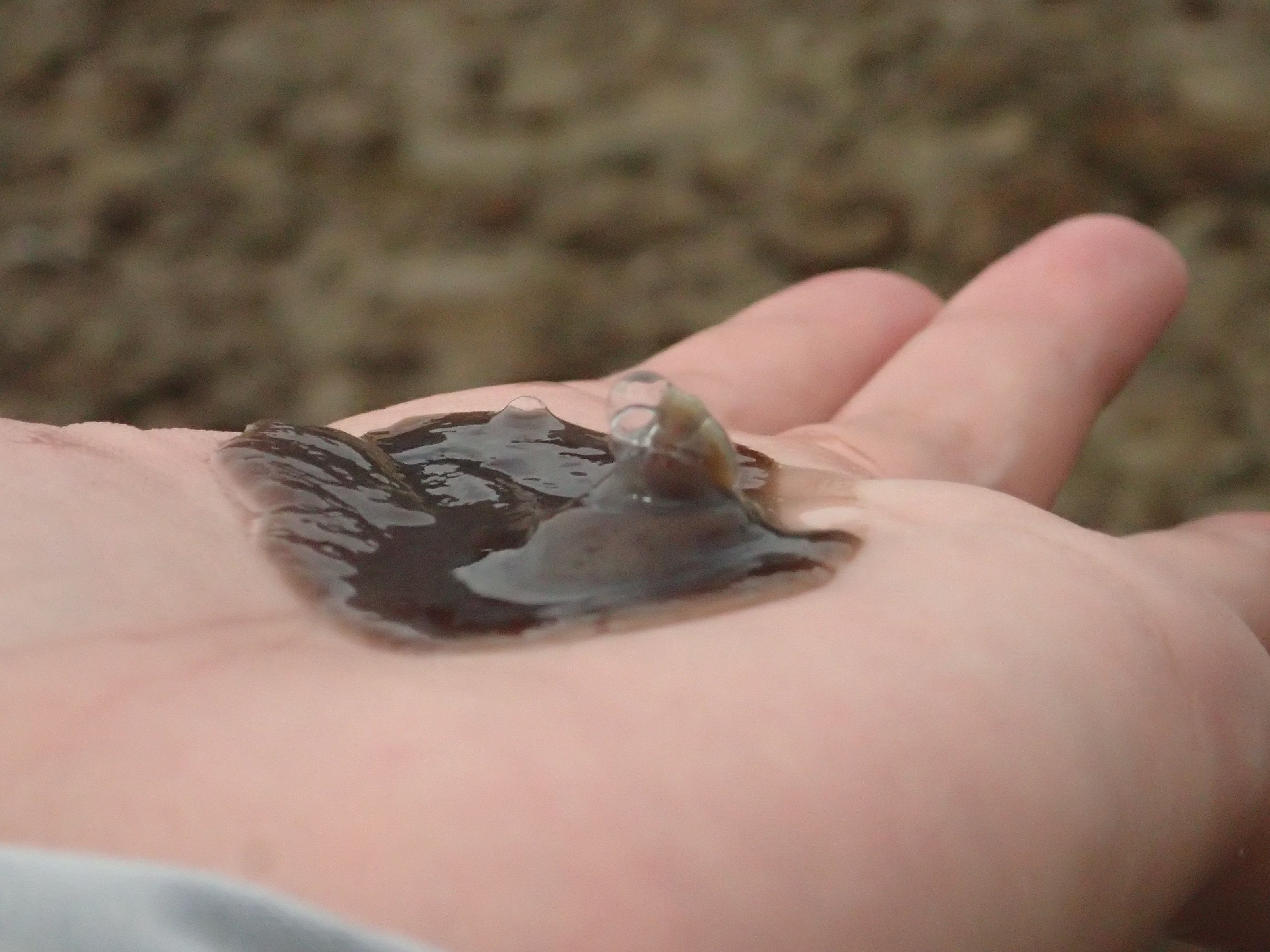 九十九島ビジターセンター おもしろい生き物 見つけちゃいました O ヒラムシというのだそうです この生き物 が岩にくっついていても 生き物がいるとは気づけないなぁ この生き物 音もたてずにヌルヌルと進んでいくんですよ まだまだ