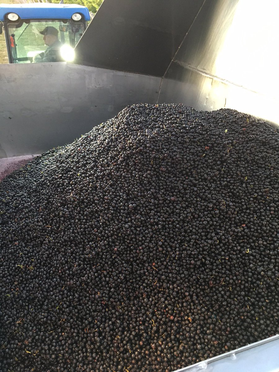 Glen_Elgin's tweet photo. Beautiful - @PellencGroup #Selectiv' Process harvest+sort high quality grapes today - first Merlot of '17 in!@Lancevandehoef #harvest2017 https://t.co/VL1MEOLKFR