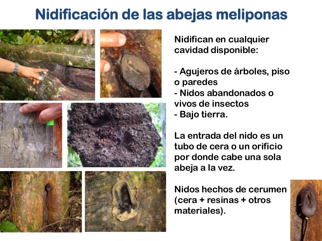 JuAnDaCamp's tweet photo. #BioUSFQ Colombia gracias a su diversidad en Moliponas ha incentivado al país a invertir más en su investigación y comercialización. https://t.co/egjzUgqA35
