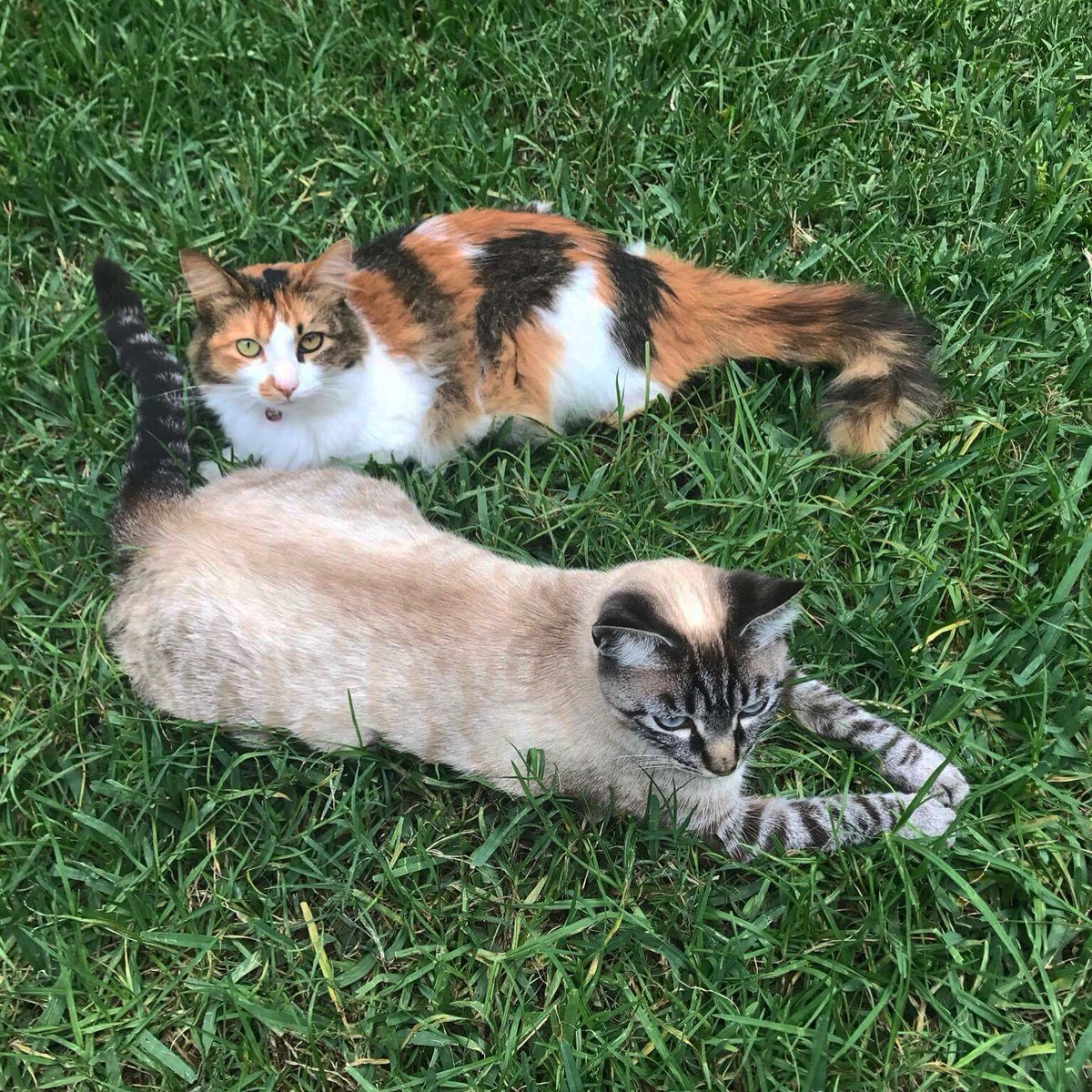 Casa_Teodora's tweet photo. Son unas bellas nuestras gatitas. https://t.co/831mCDGvn7
