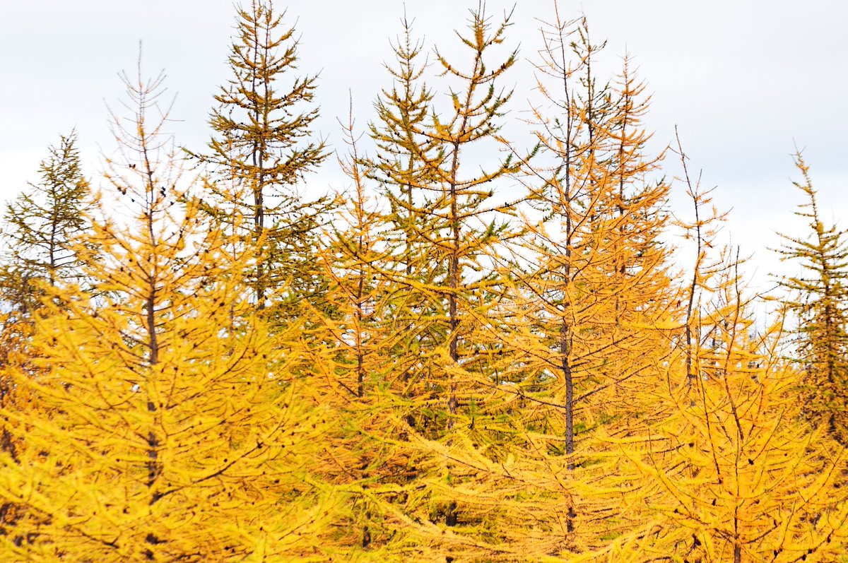 yegparks's tweet image. Well, larchn’t you looking lovely! Most coniferous trees keep their foliage year-round but Tamarack needles shed every fall #Treerific!