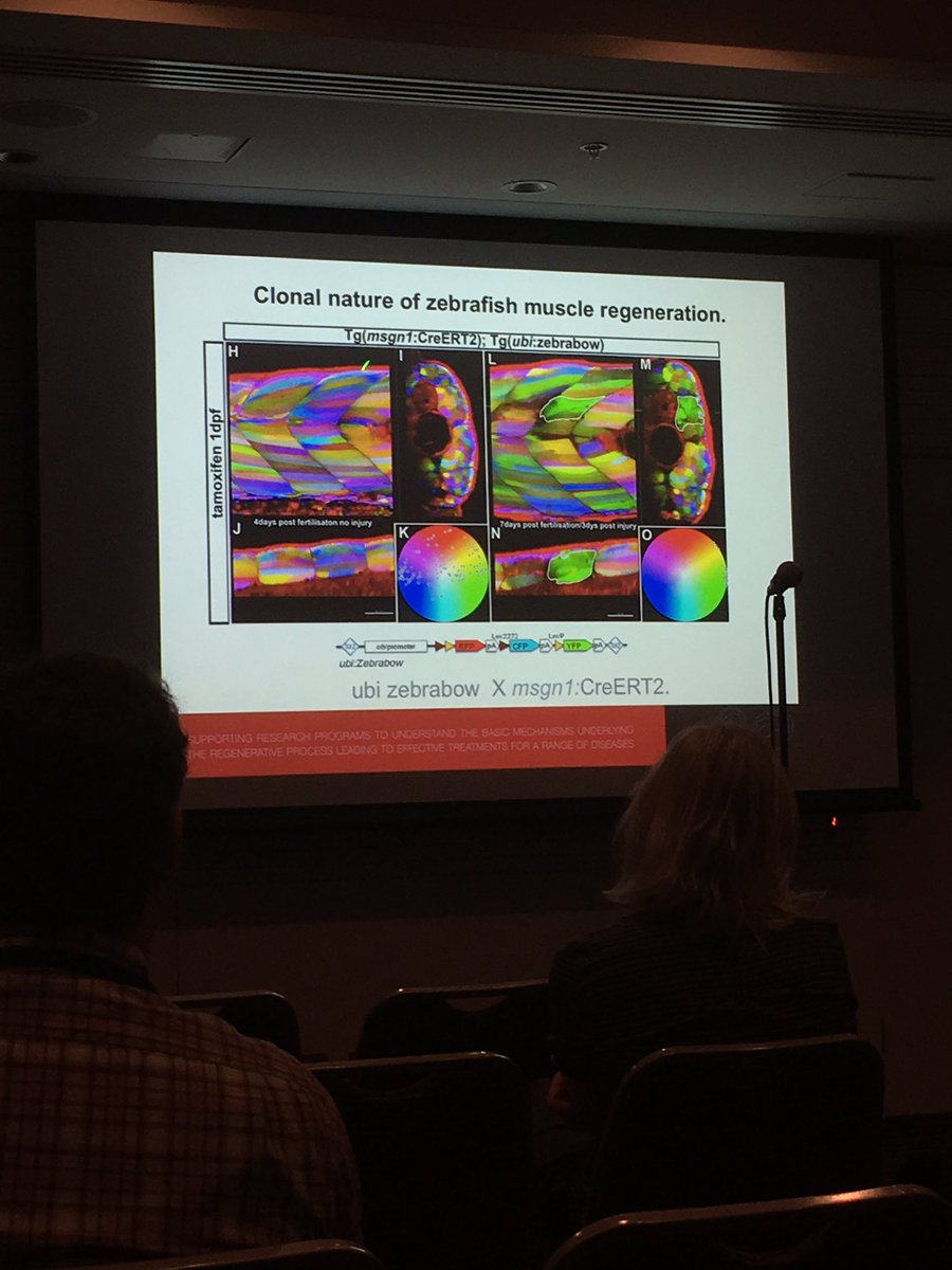Peter Currie talking us through the most amazing (and beautiful!) experiment in a zebrafish muscle model @ComBio2017