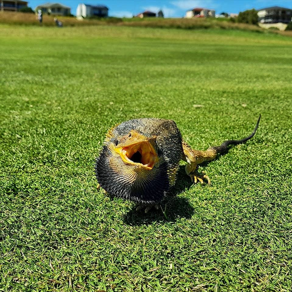 AussieGolfer ⛳ tweet media