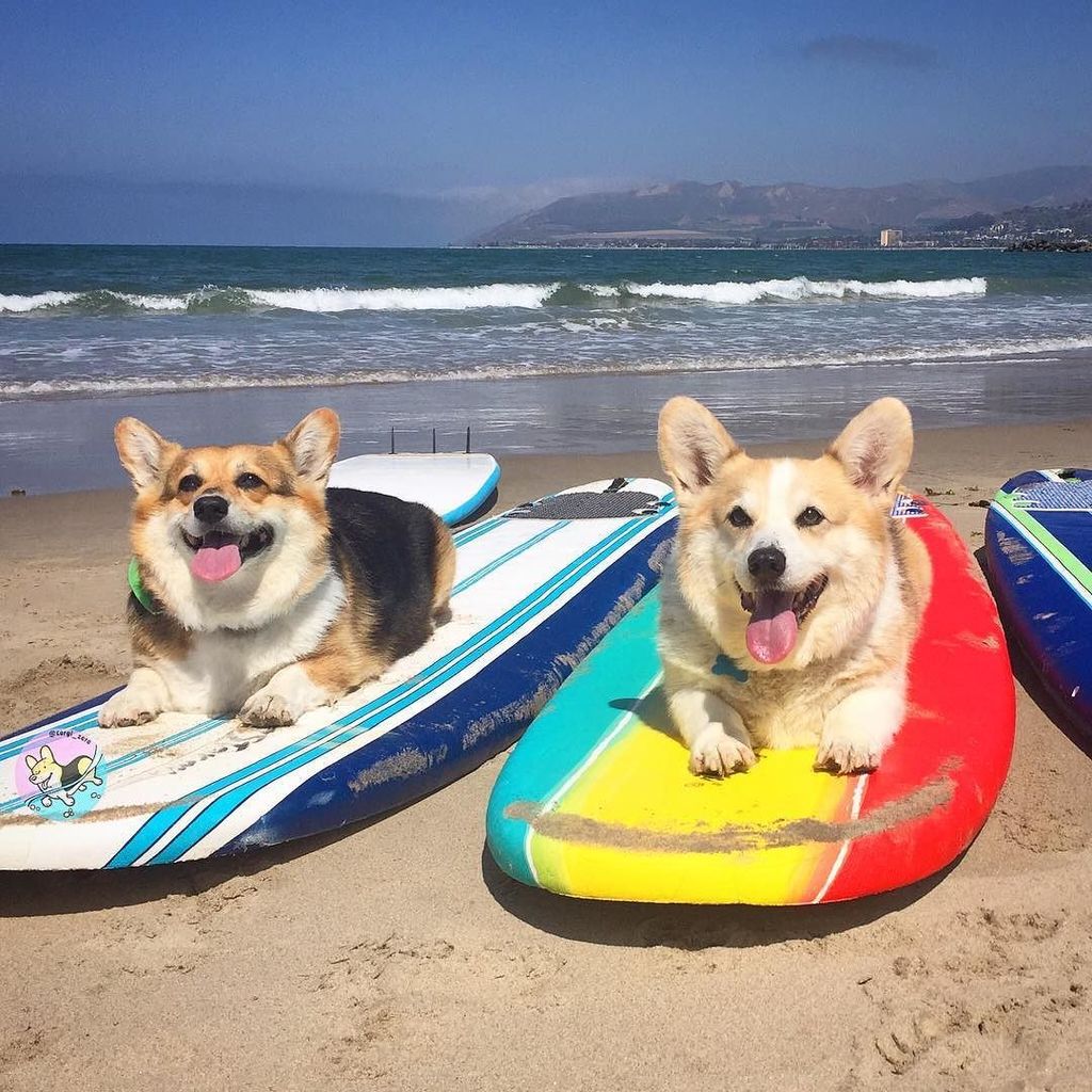 corgi_zero's tweet photo. Gidget and Moondoggie... #tot with my buddy @napoleanthecorgi. #TwoCorgiTuesday #SurfsUp #EndlessSummer #SurfingUS… https://t.co/hGsgbuHfD5 https://t.co/KFXT04SnZM