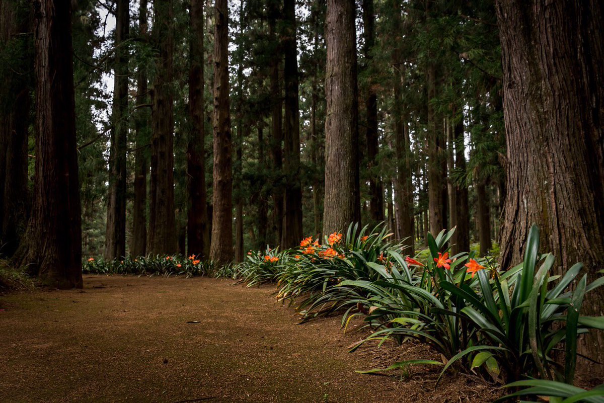 knphotographysa's tweet photo. #forest #benviegarden #nikon https://t.co/MbzSbZ7zPe