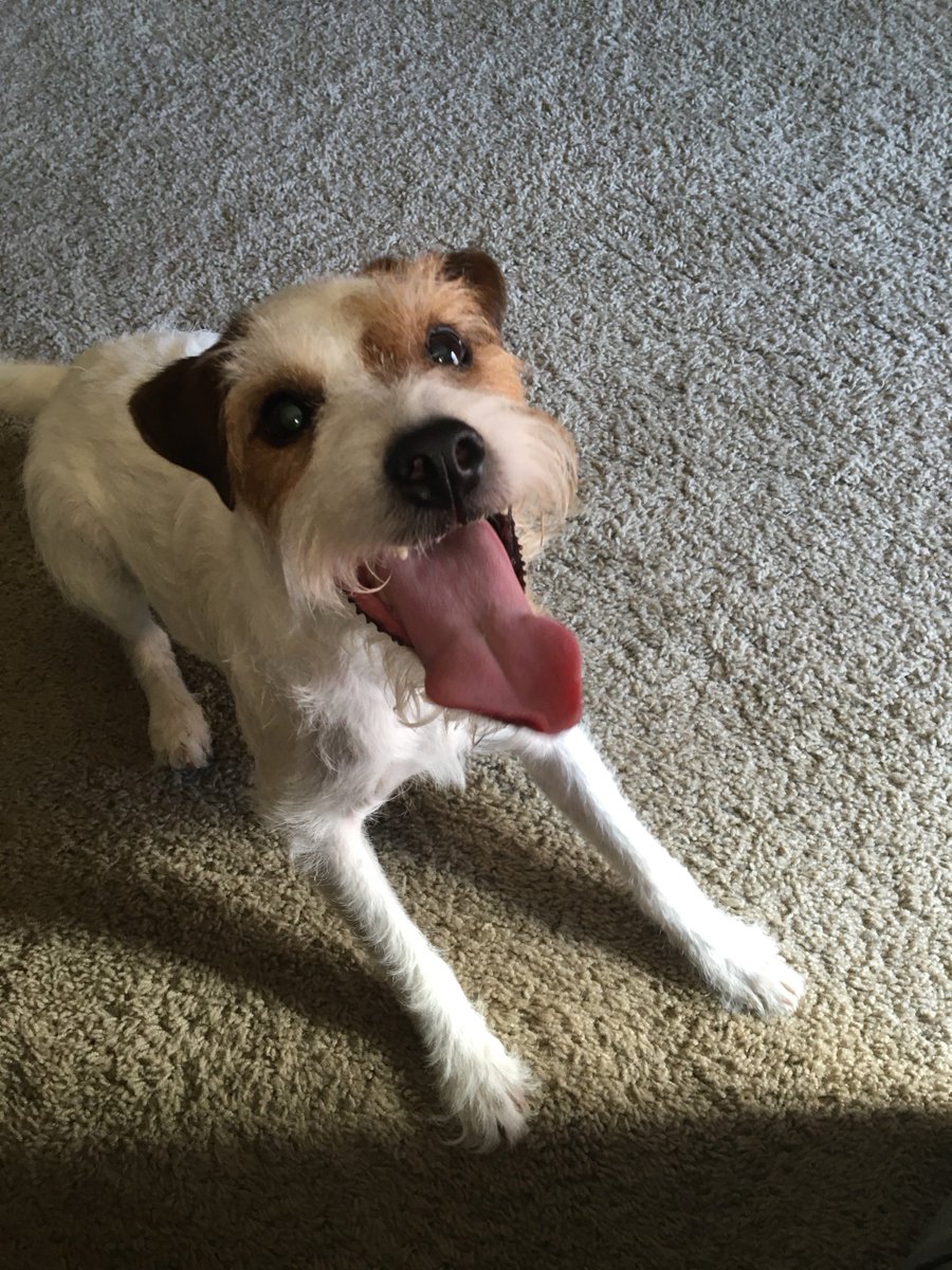 allpawsnclaws's tweet photo. Happy Pack! https://t.co/8EVfUCwgfH