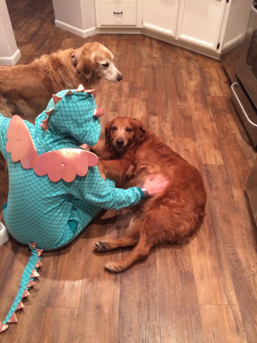 EmilyWritesYA's tweet photo. A dragon and her gold! #writerslife #amwritingfantasy #amediting #goldenretriever https://t.co/uWQLCiaa2w