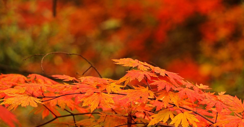 KoolFMBarrie's tweet photo. Where do you go to take in the colours? Here are my top 5! #Pages5 #fallcolours  -
 @LeannePageOnAir https://t.co/o2tdWLcJaf https://t.co/4FabC4FjPF