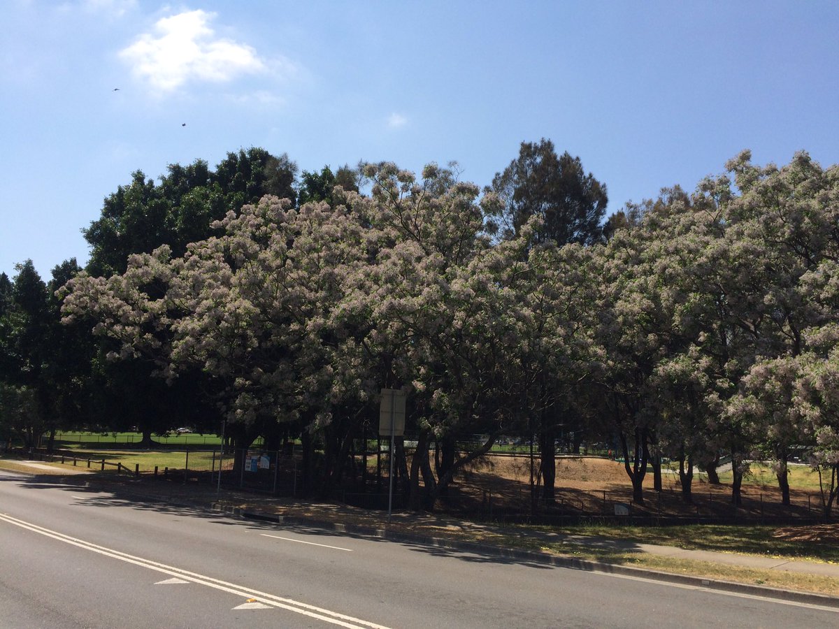 How good are the #whitecedar #natives #australianplants #flower #trees #drought #climatechange #nofilter