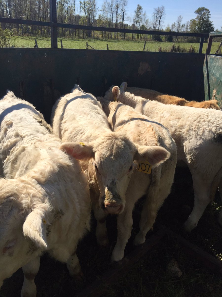 thomas9317's tweet photo. Getting some #charolais calves vaccinated and ready for weaning in a few weeks. #express5 https://t.co/Nx4RKaZLJs
