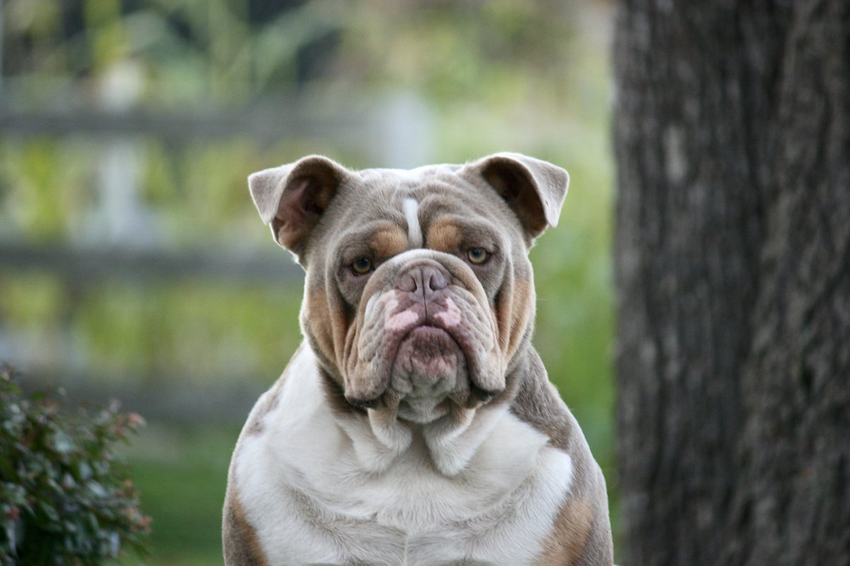 lilac tri english bulldog