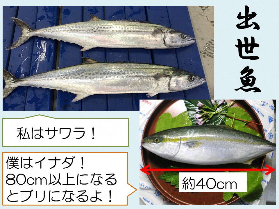 静岡市 V Twitter 水産漁港課です Vol 166 名前が変わるよ 出世魚 皆さん サゴシ 知ってますか サゴシはサワラ の子どものこと 成長するにつれて呼び名が変わる魚を 出世魚 と呼びます 種類が同じでも大きさによって見た目も味も変わるため おいしい状態が