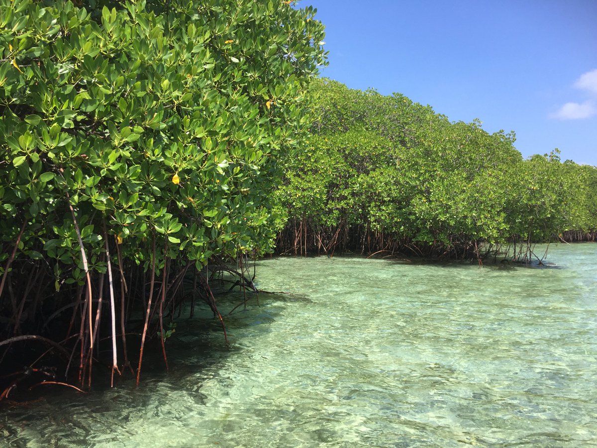 Breakwater_93's tweet image. Beautiful Mangroves on Lembongan/ Bali #mangroves #beachprotection #beautifulnature