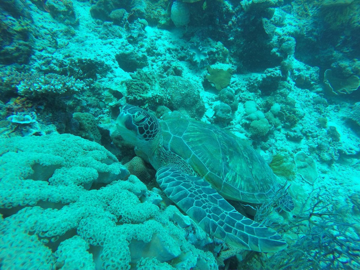 DeepZone_Divers's tweet photo. Moalboal, Cebu, Philippines https://t.co/lAFg7hLWSw